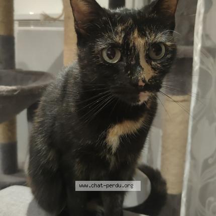 Photo 1/1 Athéna Chat perdu à Pont a mousson