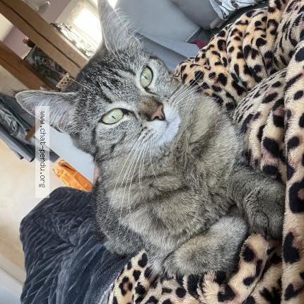 Photo de chat perdu à Senonches