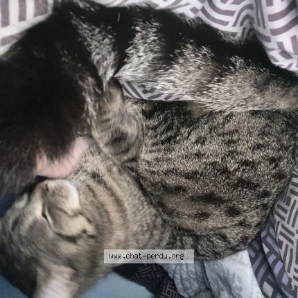 Photo 2/4 Chat retrouvé Perdu à Senonches