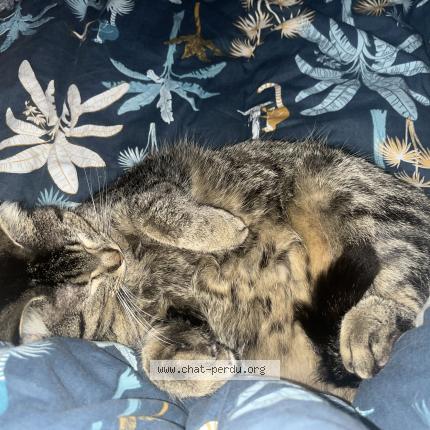 Photo 3/4 Chat retrouvé Perdu à Senonches