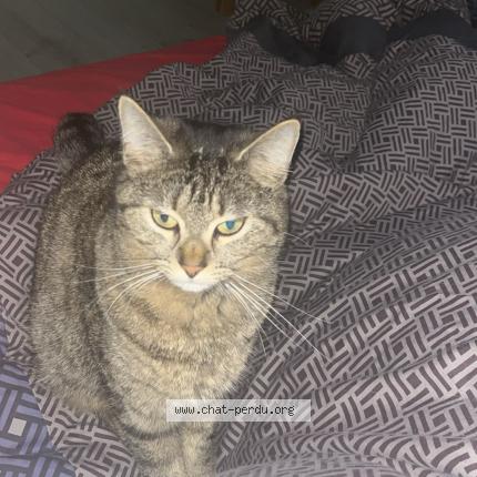 Photo 4/4 Chat retrouvé Perdu à Senonches