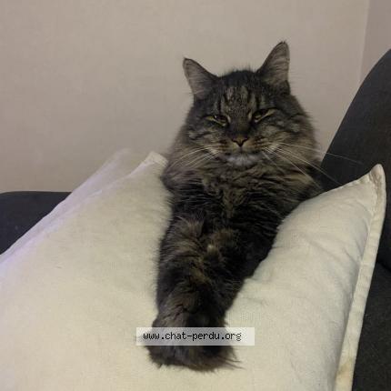 Photo 1/1 Dizzy Chat perdu à Kintzheim