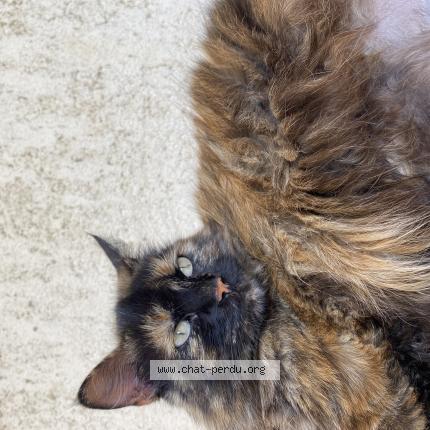 Photo 1/1 Puikpuik nom de naissance Prune Chat perdu à Prunelli di fiumorbo