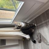 Photo de chat perdu à Croissy Sur Seine