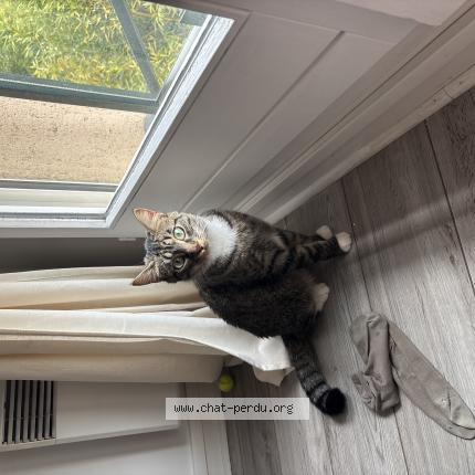 Photo 1/1 Chat retrouvé Perdu à Croissy sur seine