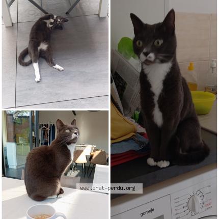 Photo de chat perdu à St Macaire En Mauges