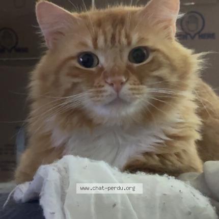 Photo 1/1 Moustache Chat perdu à Chateaudun