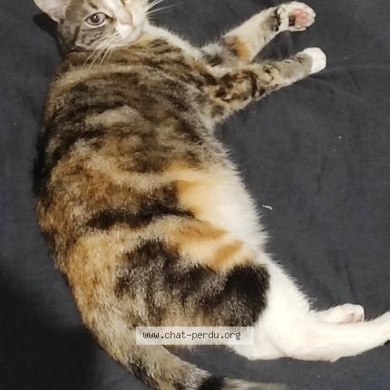 Photo de chat perdu à Rennes