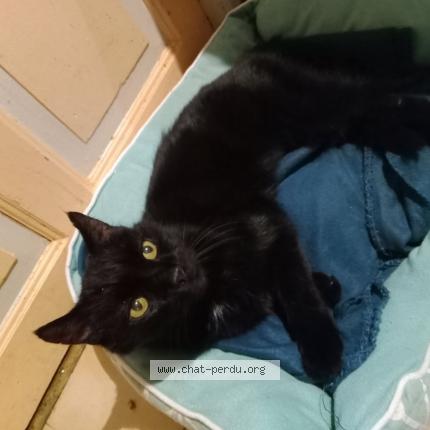 Photo 1/1 Chat retrouvé Perdu à Brive La Gaillarde