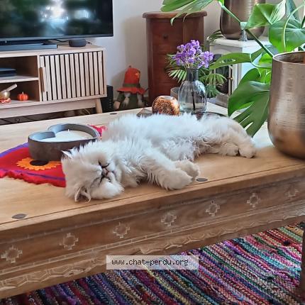 Photo 1/1 SORGHO Chat perdu à Mouries