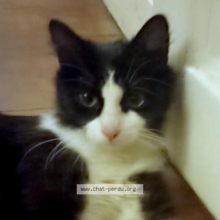 Photo 1/1 Chat retrouvé Trouvé à Vannes