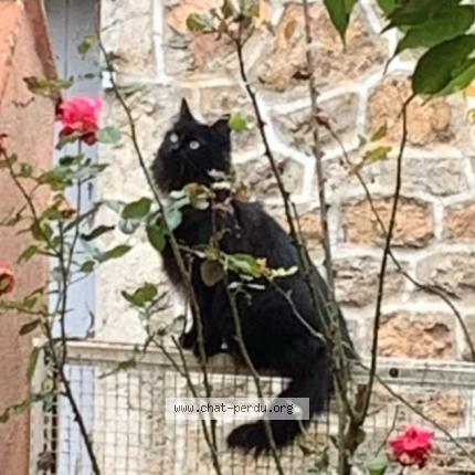 Photo de chat perdu à Les Nonieres Belsentes