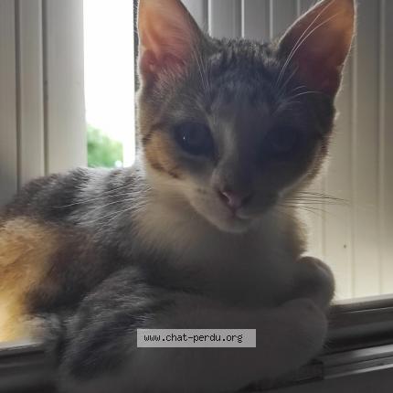 Photo 1/1 Charly Chat perdu à Xanton chassenon