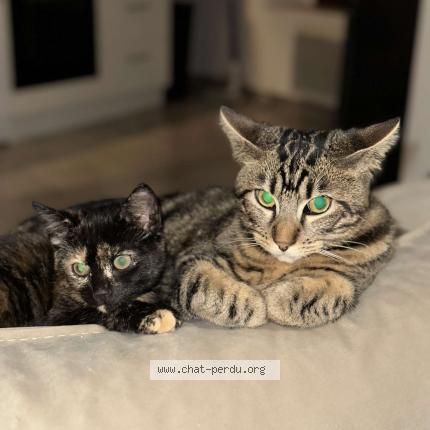 Photo de chat perdu à Montmagny
