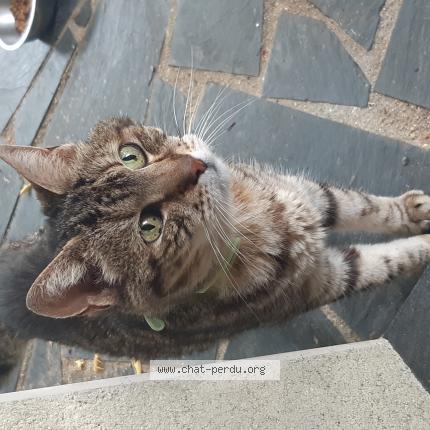 Photo de chat trouvé à Bel Air De Combree