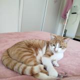 Photo de chat perdu à Chatillon La Pallud