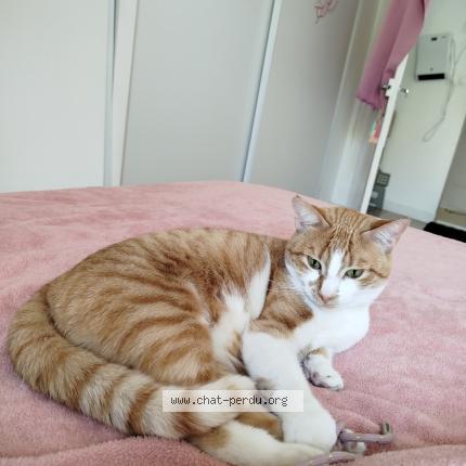 Photo 1/1 Chat retrouvé Perdu à Chatillon la pallud