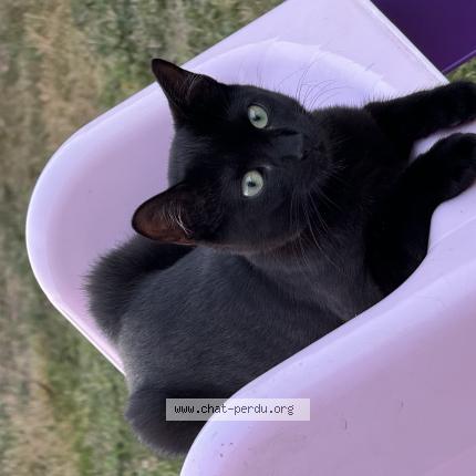 Photo 1/1 Yuna Chat perdu à Simandre