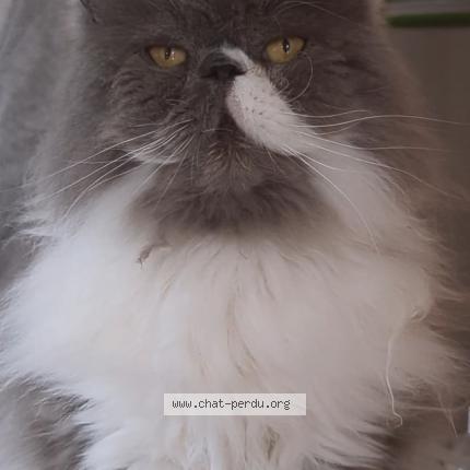 Photo de chat perdu à Angers