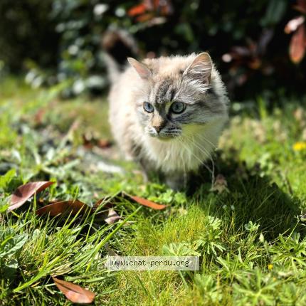 Photo 1/1 Pimousse Chat perdu à La ferriere
