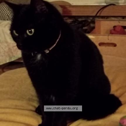 Photo 1/1 Carbone Chat perdu à Tenay