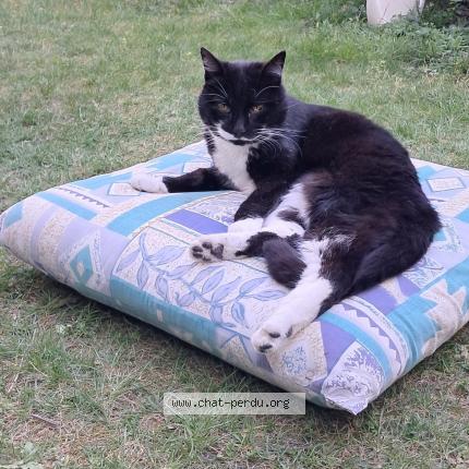Photo de chat perdu à Bordeaux