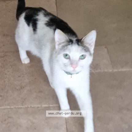 Photo 1/1 Simba Chat perdu à Auriol