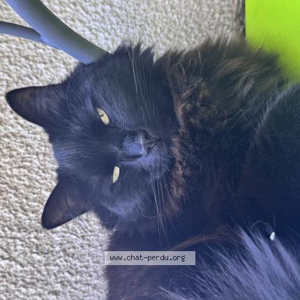 Photo de chat perdu à Chantraine