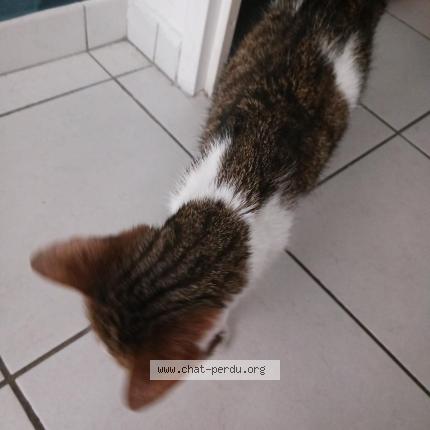 Photo 1/1 Chat retrouvé Trouvé à Montpellier