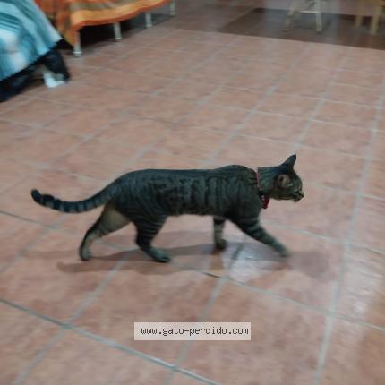 Photo 1/1 YODA Chat perdu à Castellon de la plana
