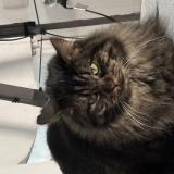 Photo de chat perdu à Valdahon