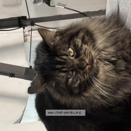 Photo 1/1 Tifoue Chat perdu à Valdahon