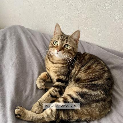 Photo de chat perdu à Lyon