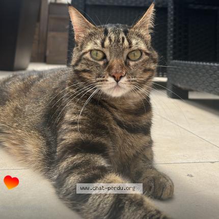 Photo de chat perdu à Amiens