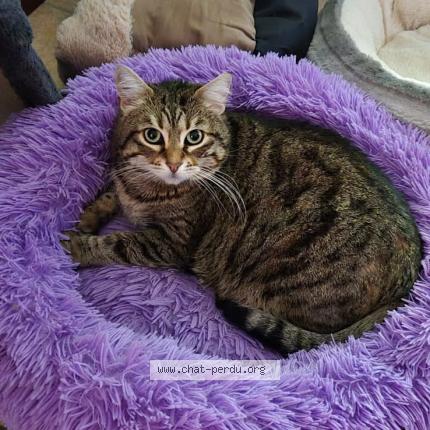 Photo de chat perdu à Bendejun