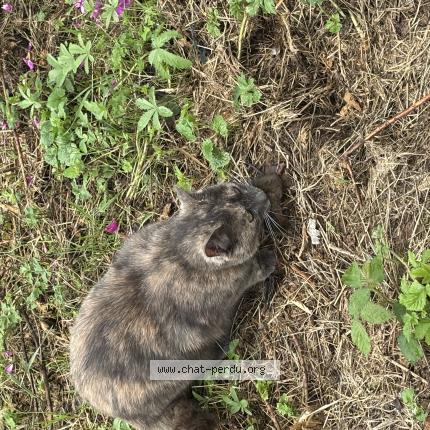 Photo 1/1 Kokoro Chat perdu à Charmois l orgueilleux