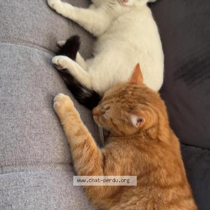 Photo 1/1 Oui-oui Chat perdu à Lambres