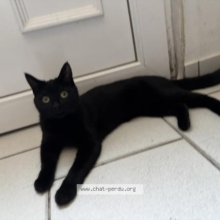 Photo de chat perdu à Conde Sur L Escaut