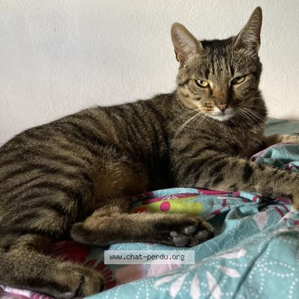 Photo 1/1 Chat retrouvé Perdu à Oullins