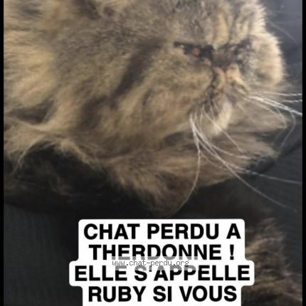 Photo 1/1 Ruby Chat perdu à Therdonne
