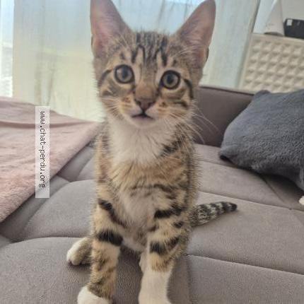 Photo de chat perdu à Asnieres Sur Seine