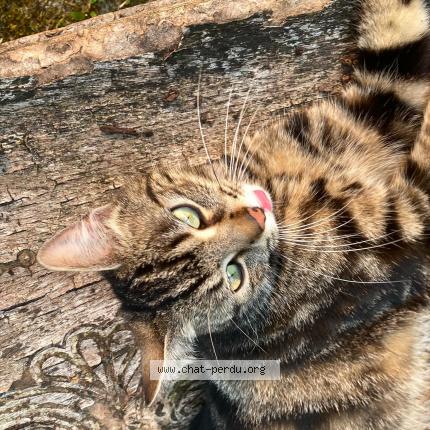 Photo de chat perdu à Sainte Savine