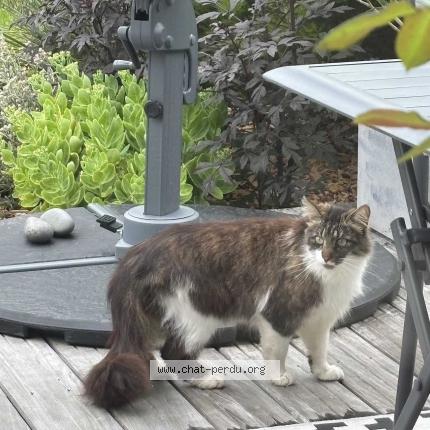 Photo 1/1 Chat retrouvé Trouvé à Trebeurden