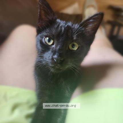 Photo 1/1 SAGUARO Chat perdu à Saint pierre de varengeville