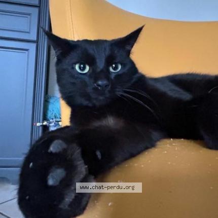Photo 1/1 Chat retrouvé Perdu à Epinal