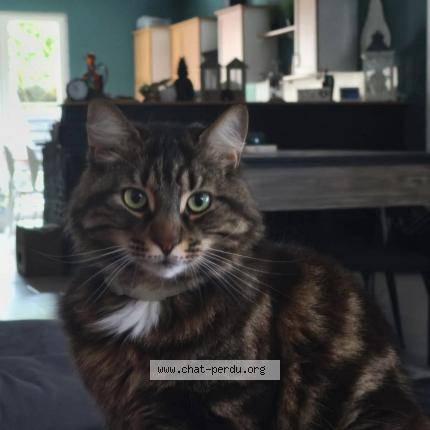 Photo de chat perdu à Armentieres