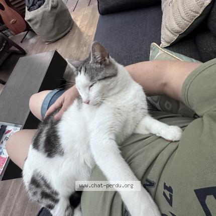 Photo de chat perdu à Malakoff
