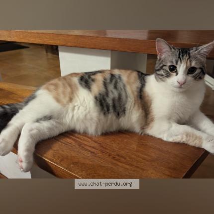 Photo de chat perdu à La Seguiniere