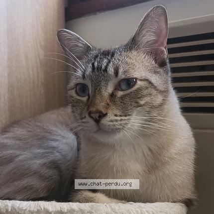 Photo de chat perdu à Mont De Marsan