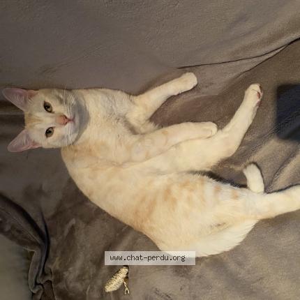 Photo 1/1 Chat retrouvé Perdu à Meulan en yvelines